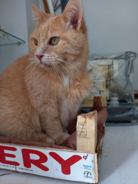 Кошки в нашей жизни. Кошки и все, что с ними связано.