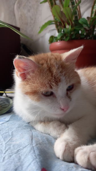 Кошки в нашей жизни. Кошки и все, что с ними связано.