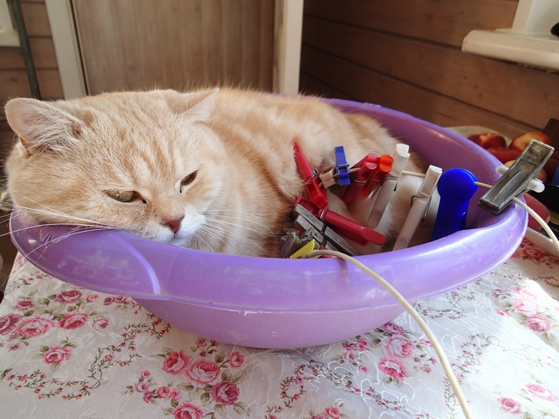 Кошки в нашей жизни. Кошки и все, что с ними связано.