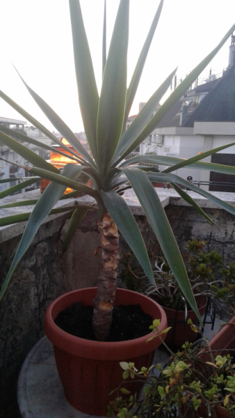 La mia vita. Римские записки, дневник онлайн