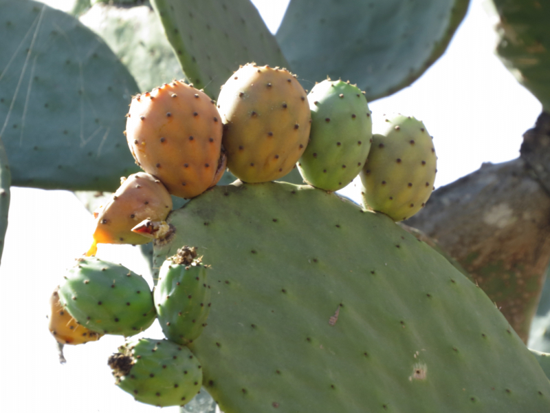 Мадагаскар-2020: Из крайности в крайность