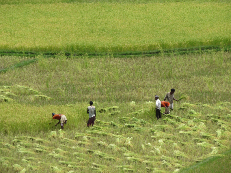 Мадагаскар-2020: Из крайности в крайность