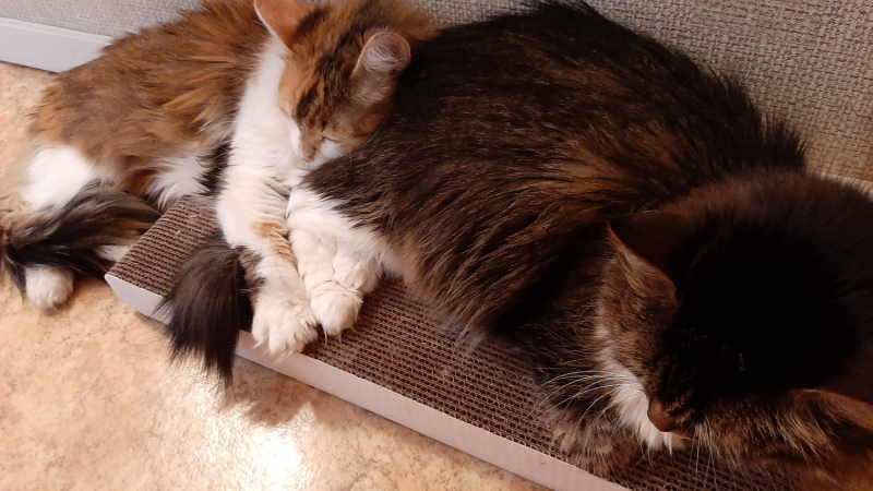 Кошки в нашей жизни. Кошки и все, что с ними связано.