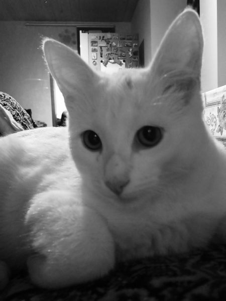 Кошки в нашей жизни. Кошки и все, что с ними связано.