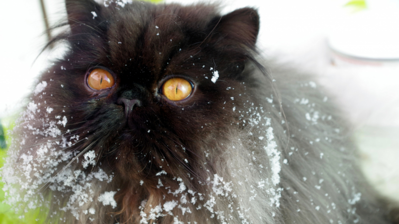 Кошки в нашей жизни. Кошки и все, что с ними связано.