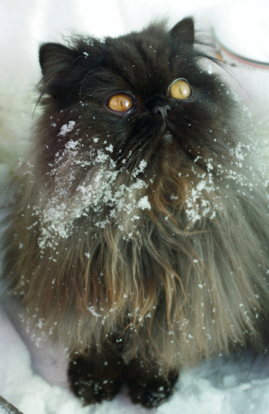 Кошки в нашей жизни. Кошки и все, что с ними связано.