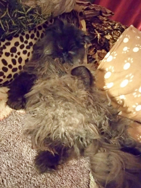 Кошки в нашей жизни. Кошки и все, что с ними связано.