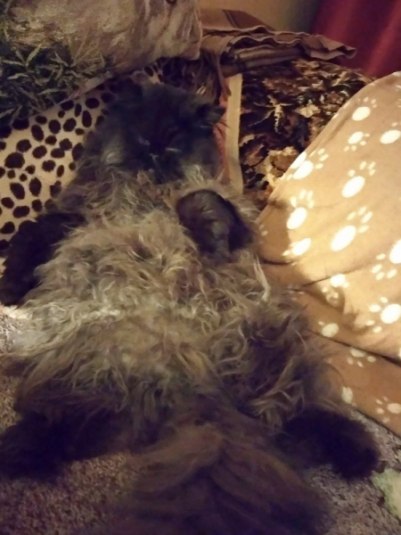 Кошки в нашей жизни. Кошки и все, что с ними связано.