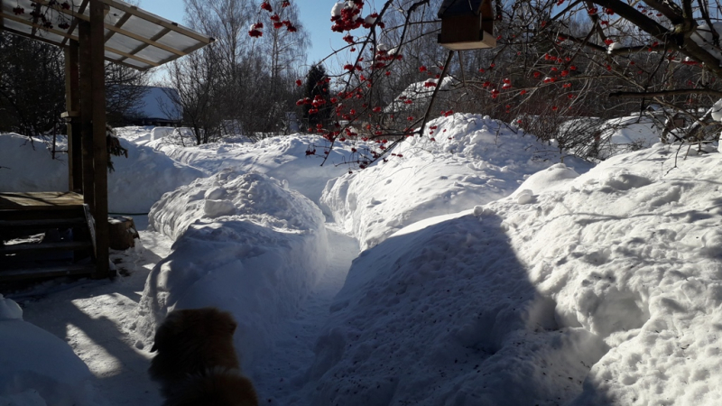 Бельгия: 20  лет спустя