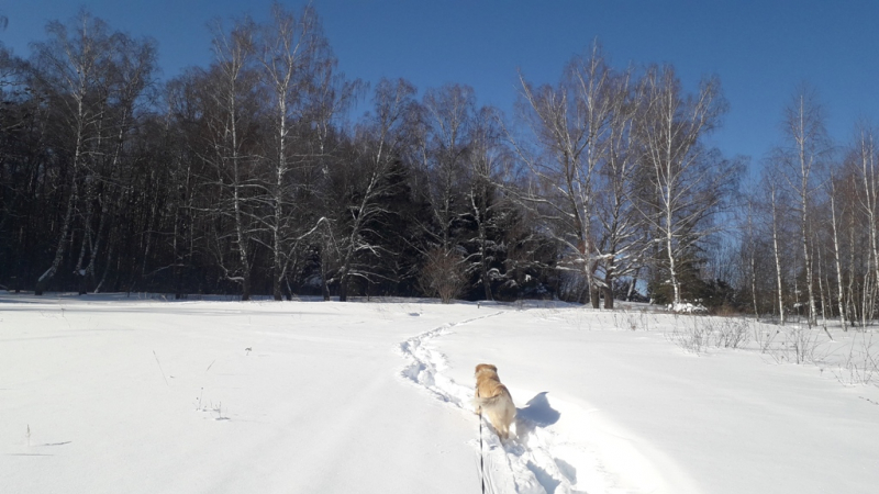 Бельгия: 20  лет спустя