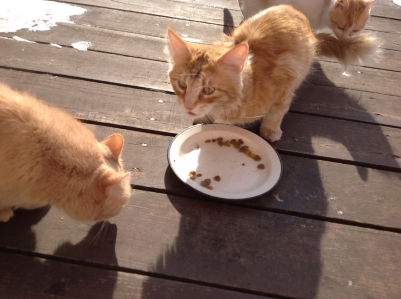 Кошки в нашей жизни. Кошки и все, что с ними связано.