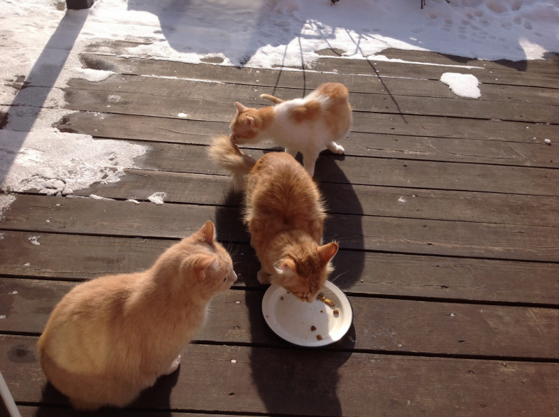 Кошки в нашей жизни. Кошки и все, что с ними связано.