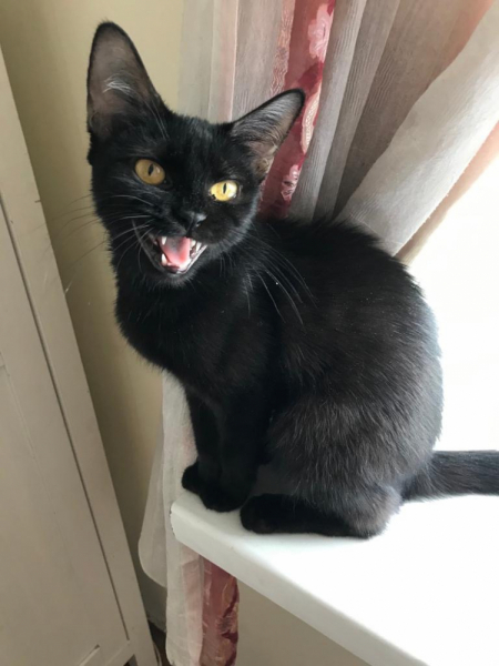 Кошки в нашей жизни. Кошки и все, что с ними связано.