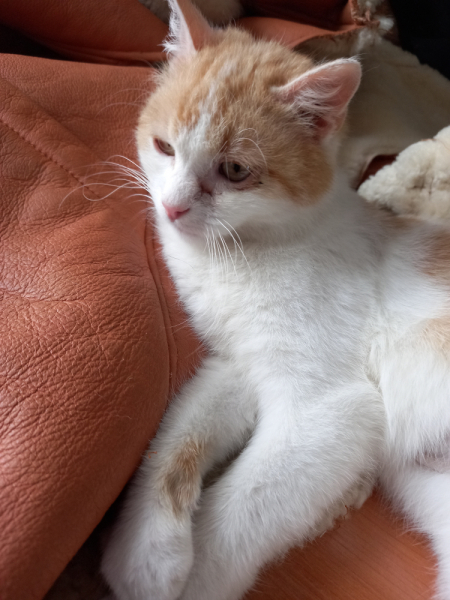 Кошки в нашей жизни. Кошки и все, что с ними связано.