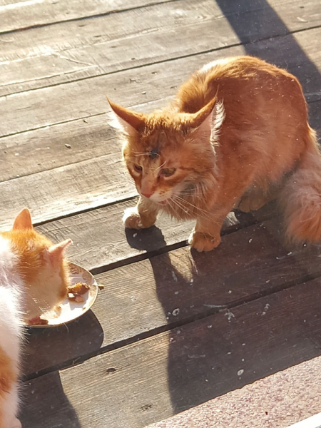 Кошки в нашей жизни. Кошки и все, что с ними связано.