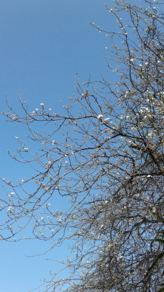 La mia vita. Римские записки, дневник онлайн