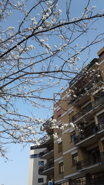 La mia vita. Римские записки, дневник онлайн