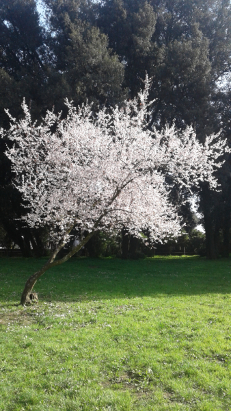 La mia vita. Римские записки, дневник онлайн