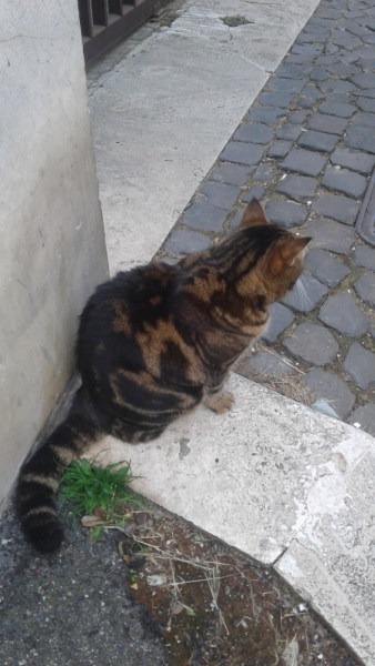 La mia vita. Римские записки, дневник онлайн