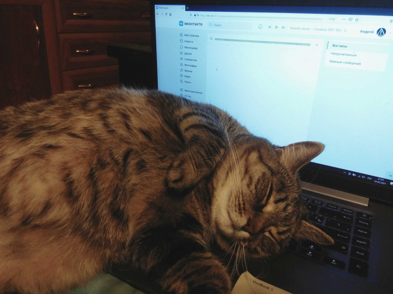 Кошки в нашей жизни. Кошки и все, что с ними связано.