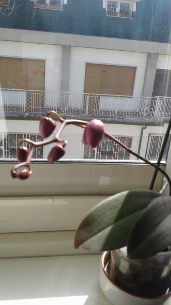 La mia vita. Римские записки, дневник онлайн