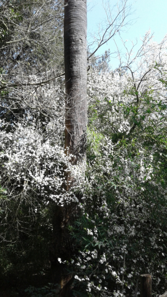 La mia vita. Римские записки, дневник онлайн