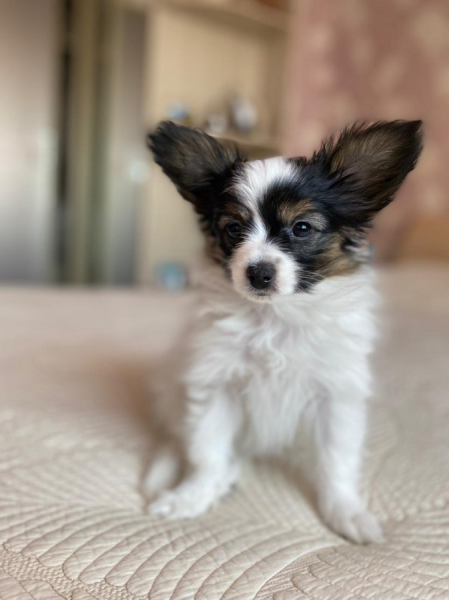 Кошки в нашей жизни. Кошки и все, что с ними связано.