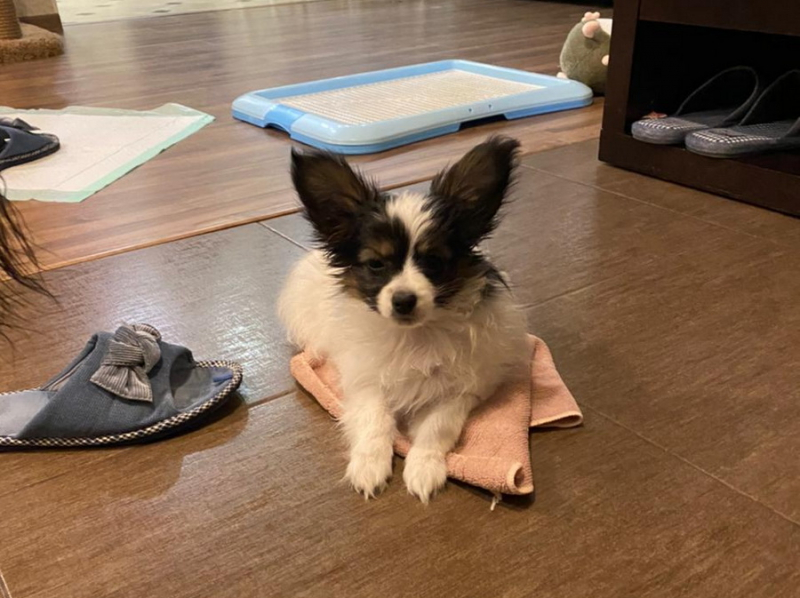 Кошки в нашей жизни. Кошки и все, что с ними связано.