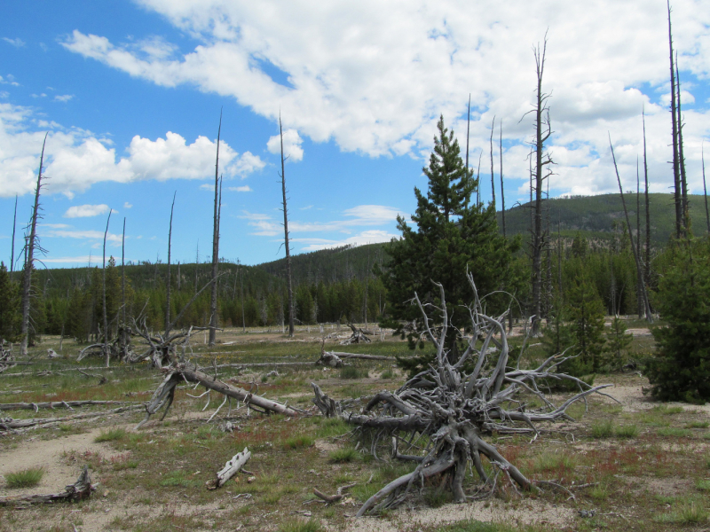 Вело Йеллоустон и Гранд Титон 2017г
