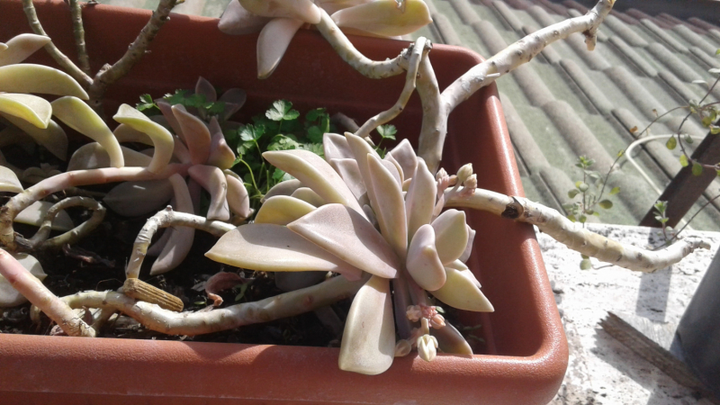 La mia vita. Римские записки, дневник онлайн