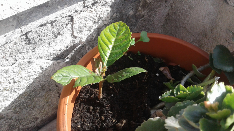 La mia vita. Римские записки, дневник онлайн