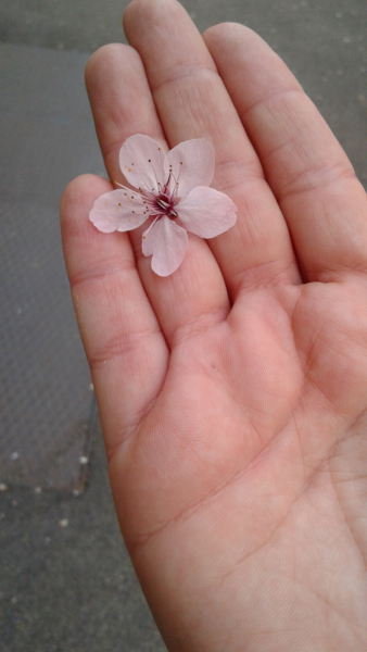 La mia vita. Римские записки, дневник онлайн