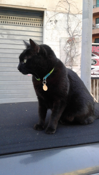 La mia vita. Римские записки, дневник онлайн