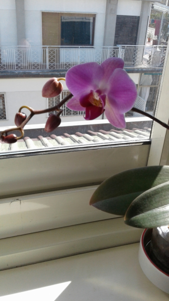 La mia vita. Римские записки, дневник онлайн