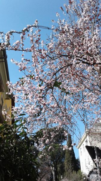 La mia vita. Римские записки, дневник онлайн