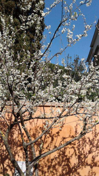 La mia vita. Римские записки, дневник онлайн