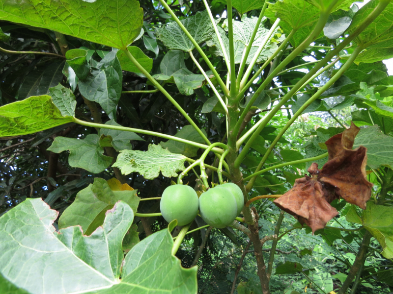 Мадагаскар-2020: Из крайности в крайность