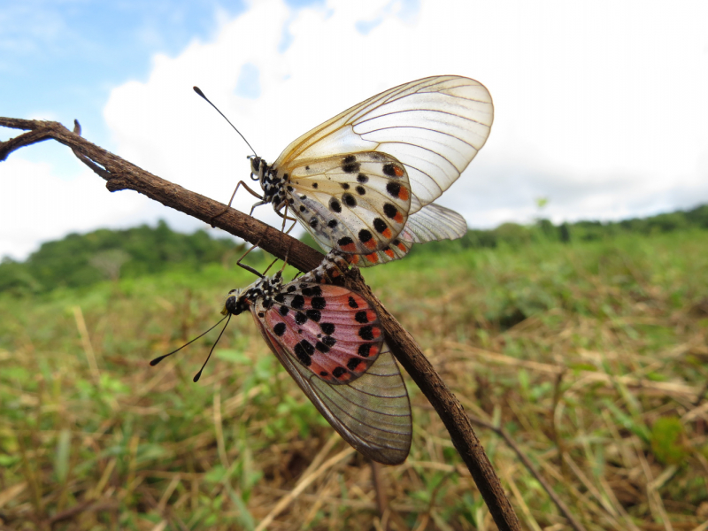 Мадагаскар-2020: Из крайности в крайность