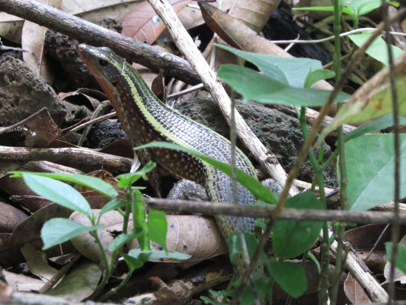 Мадагаскар-2020: Из крайности в крайность