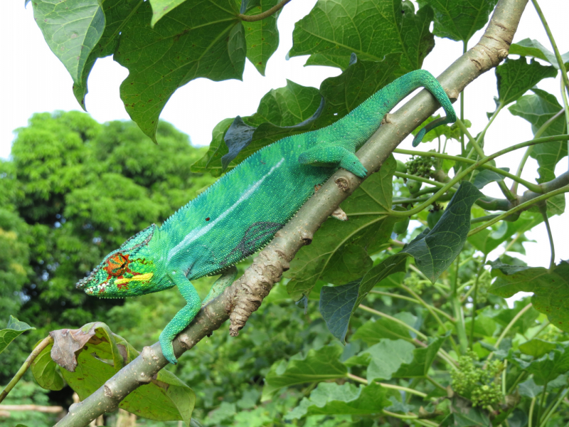 Мадагаскар-2020: Из крайности в крайность