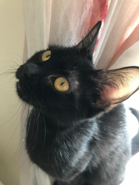 Кошки в нашей жизни. Кошки и все, что с ними связано.