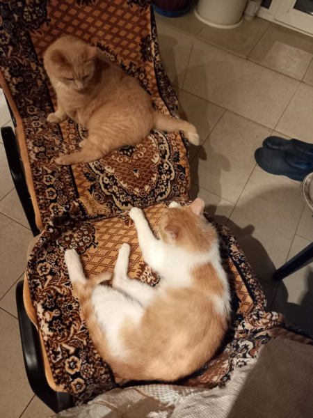 Кошки в нашей жизни. Кошки и все, что с ними связано.