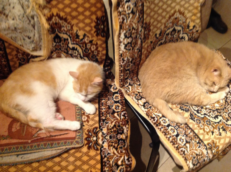 Кошки в нашей жизни. Кошки и все, что с ними связано.