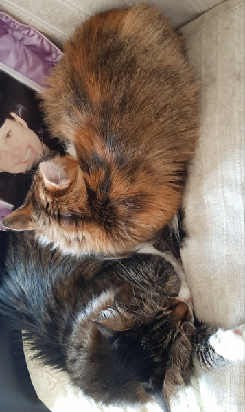 Кошки в нашей жизни. Кошки и все, что с ними связано.