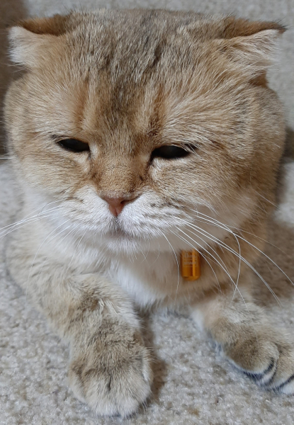 Кошки в нашей жизни. Кошки и все, что с ними связано.