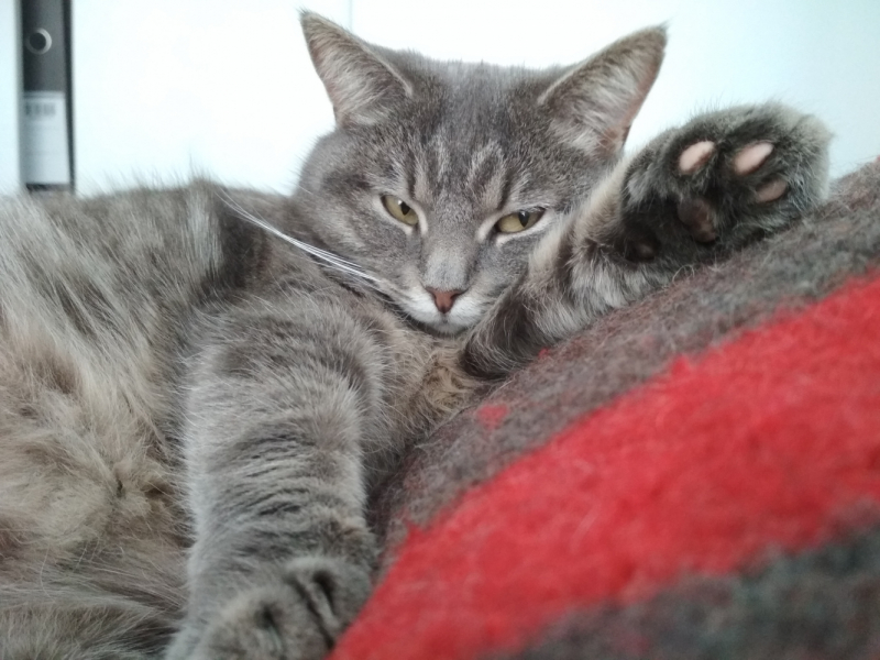 Кошки в нашей жизни. Кошки и все, что с ними связано.