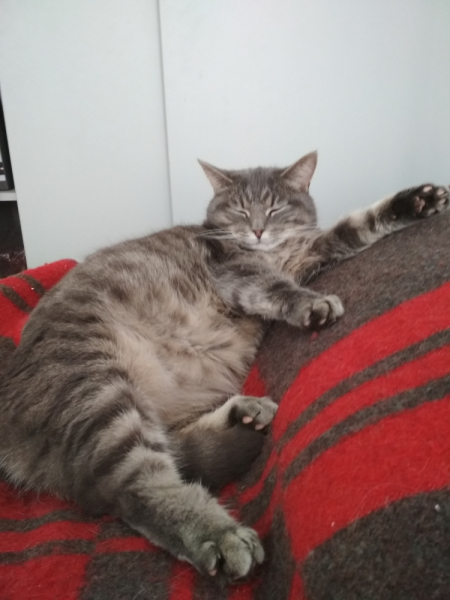 Кошки в нашей жизни. Кошки и все, что с ними связано.