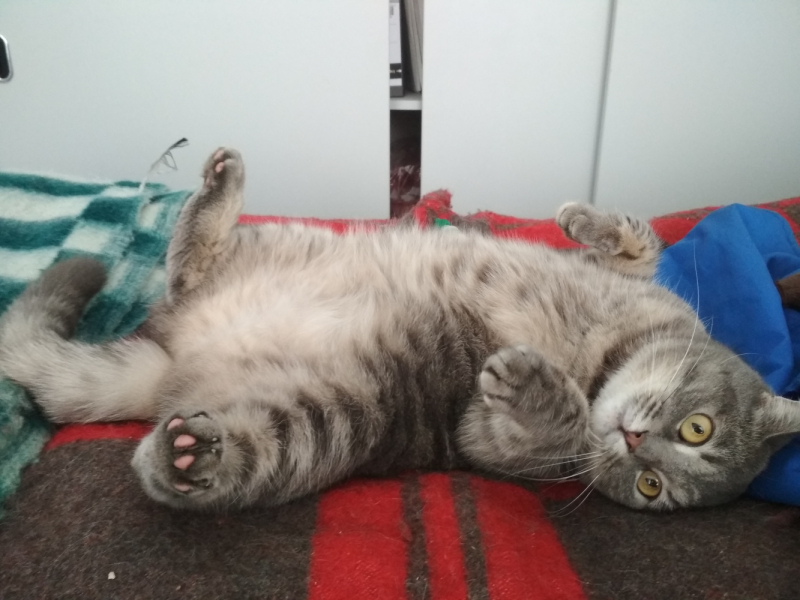 Кошки в нашей жизни. Кошки и все, что с ними связано.