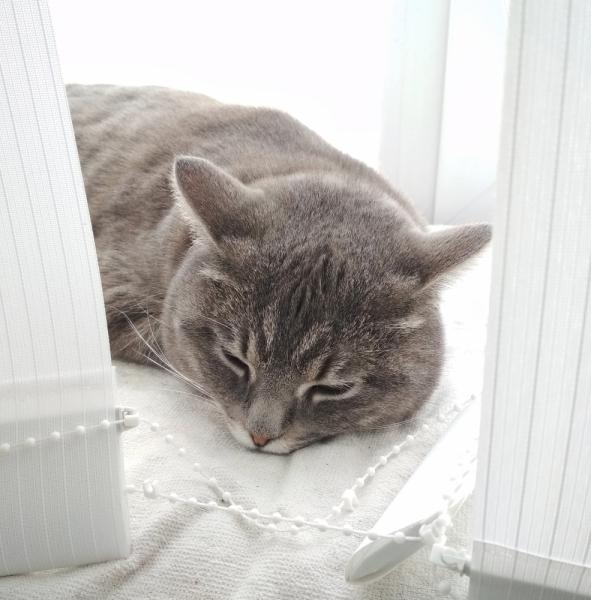 Кошки в нашей жизни. Кошки и все, что с ними связано.