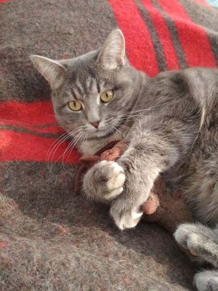 Кошки в нашей жизни. Кошки и все, что с ними связано.